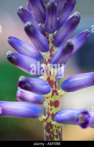 Lachenalia 'Rupert' in the garden Stock Photo