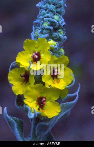 Black Mullein, Verbascum nigrum. Flowers Stock Photo