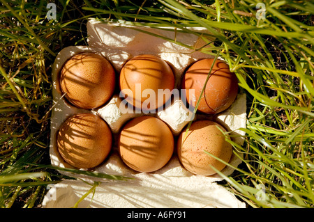 free range eggs in egg box outdoors Stock Photo