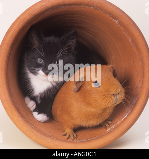 A single Pet Guinea Pig in flower pot with black and white kitten Stock Photo
