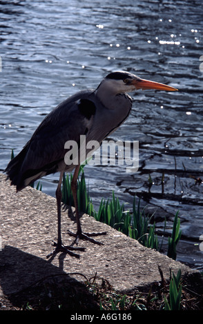 Grey Heron sitting on the edge of the water on the River Thames, Richmond, South West London England UK Stock Photo