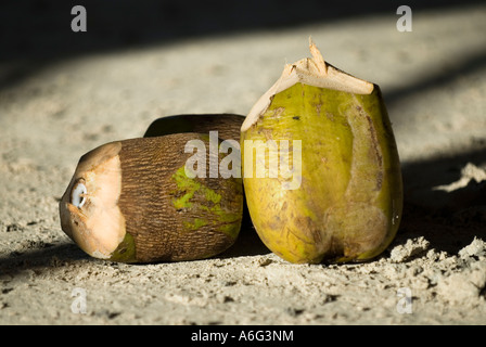 Coconut shell, Boca Chica, Dominican Republic, 1/07 Stock Photo - Alamy