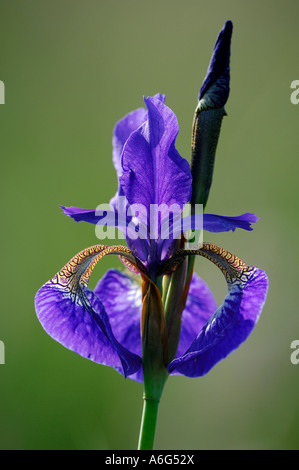Sibirische Schwertlilie, Iris sibirica, Blumen, Blueten, Garten