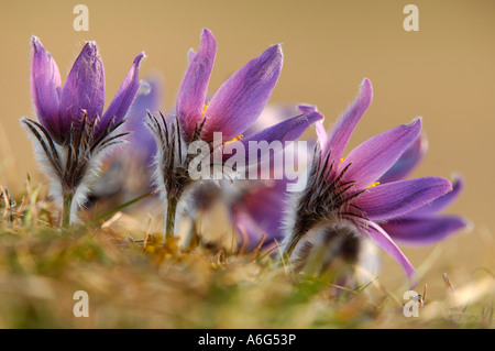 Pasque flower (Pulsatilla vulgaris) Stock Photo
