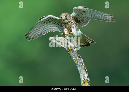 Common Kestrel (Falco tinnunculus) landing Stock Photo