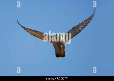 Peregrine Falcon (Falco peregrinus) in flight Stock Photo
