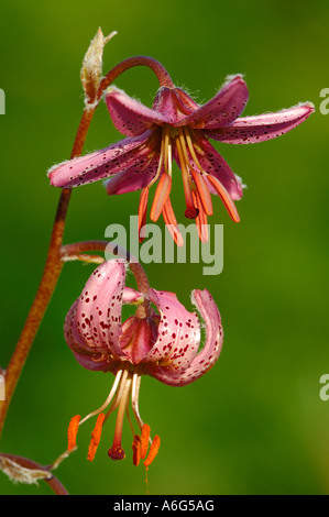 Martagon lily (Lilium martagon) Stock Photo