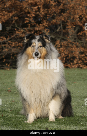 Rough Collie (Canis lupus f. familiaris), sitting on meadow (blue merle variety) Stock Photo