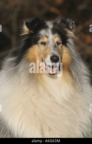 Rough Collie (Canis lupus f. familiaris), portrait of blue merle variety Stock Photo