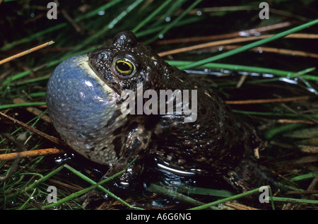 Natterjack toad (Bufo calamita) Stock Photo