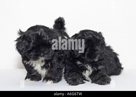 Lhasa Apso (Canis lupus f. familiaris), two puppies side by side Stock Photo