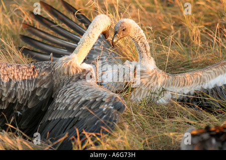 Fight Of Two White Backed Vulture Scavenging On Dead Elephant Carcass 