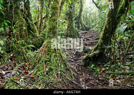 Path in rainforest, Rara Avis, Las Horquetas, Costa Rica Stock Photo