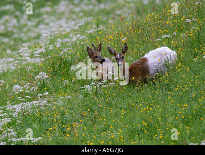Roe Deer (Capreolus capreolus) Doe with young roe standing on meadow, defect of pigmentation, Tyrol, Austria Stock Photo