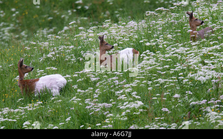 Roe Deer (Capreolus capreolus) doe with young roes standing on meadow, defect of pigmentation, Tyrol, Austria Stock Photo