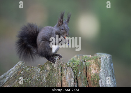 Eurasian Red Squirrel (Sciurus vulgaris) adult sitting on tree stump, feeding on hazelnut in autumn, color variation, black col Stock Photo