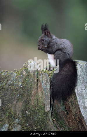 Eurasian Red Squirrel (Sciurus vulgaris) adult sitting on tree stump, feeding on hazelnut in autumn, color variation within a s Stock Photo