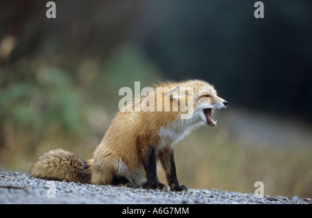 American Red Fox (Vulpes vulpes) barking at other fox, Canada Stock Photo