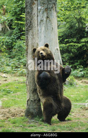 brown bear, grizzly bear (Ursus arctos horribilis), scratches its back on a tree, USA Stock Photo