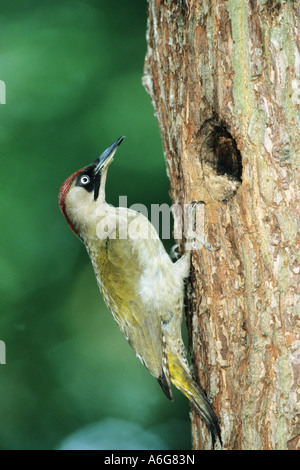 Female And Male European Green Woodpeckers Picus Viridis On Grass female-and-male-european-green-woodpeckers-picus-viridis-on-grass