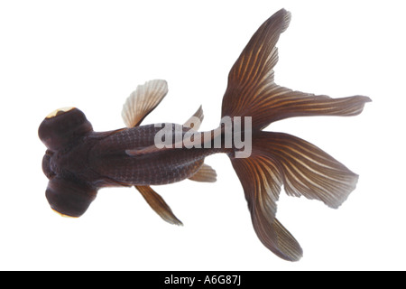 chinese moor telescope goldfish, common carp, black moor, broadtail moor, globe eye, demekin (Carassius auratus), portrait Stock Photo