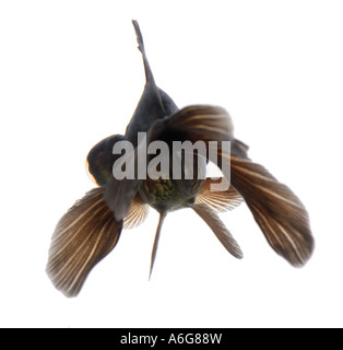chinese moor telescope goldfish , common carp, black moor, broadtail moor, globe eye, demekin (Carassius auratus), back view Stock Photo