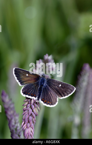 northern brown argus (Aricia artaxerxes), top view, United Kingdom, Scotland, Highlands, Insh marshes Stock Photo