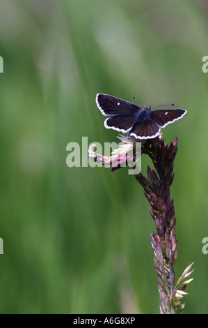 northern brown argus (Aricia artaxerxes), top view, United Kingdom, Scotland, Highlands, Insh marshes Stock Photo