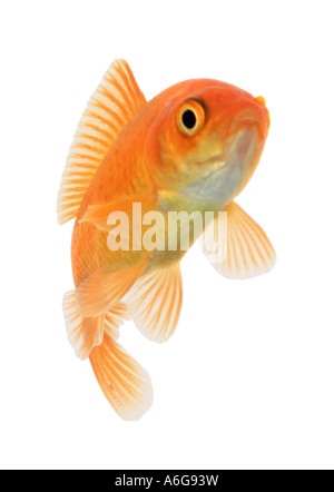 goldfish, common carp (Carassius auratus), portrait Stock Photo