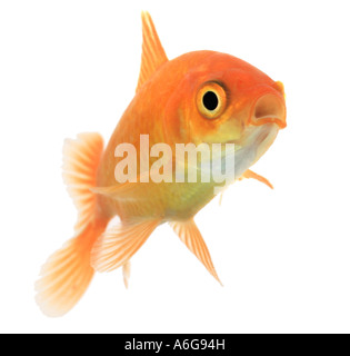 goldfish, common carp (Carassius auratus), portrait Stock Photo