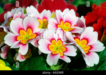 Flowering primrose hybrids in different colours (Primula vulgaris Hybriden) Stock Photo