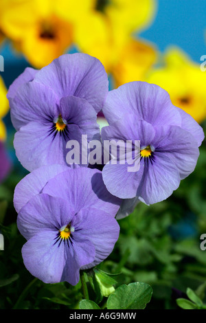 Flowering horned violets - hybrids in blue and yellow colours (Viola cornuta) Stock Photo