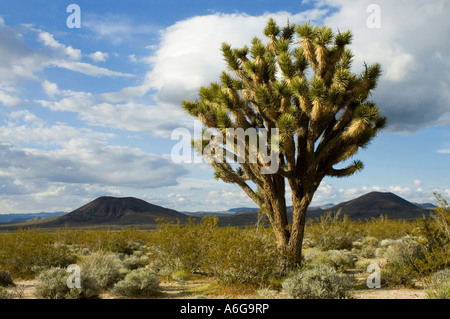 Joshua tree (yucca brevifolia) and cinder cones in the East Mojave National Scenic Area California USA Stock Photo