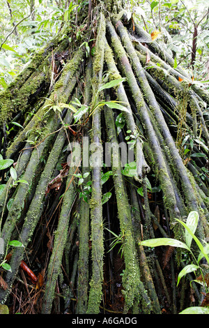 Roots of a palm in rainforest, Rara Avis, Costa Rica Stock Photo
