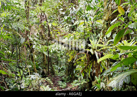 Path in rainforest, Rara Avis, Las Horquetas, Costa Rica Stock Photo