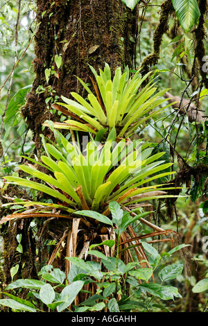 Bromeliads in rainforest, Rara Avis, Las Horquetas, Costa Rica Stock Photo