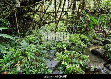 Stream in rainforest, Rara Avis, Las Horquetas, Costa Rica Stock Photo