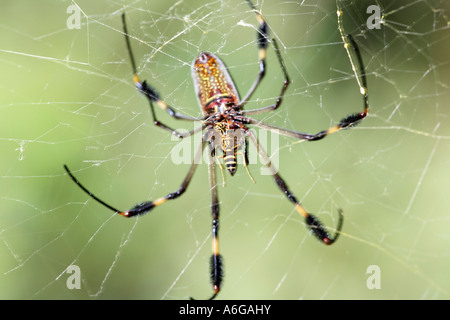 Golden Orb Spider, Golden silk orb-weaver (Nephila clavipes), Costa Rica Stock Photo