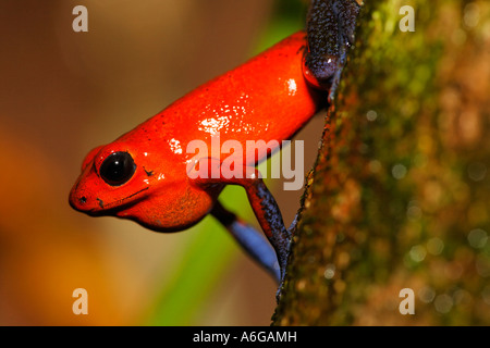 Strawberry Poison Dart Frog, Poisoned dart frog, poison arrow frog, Bluejeans frog, Dendrobates pumilio, Costa Rica Stock Photo