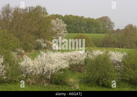 blackthorn, sloe (Prunus spinosa), hedge Stock Photo