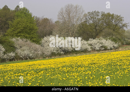 blackthorn, sloe (Prunus spinosa), hedge with flowerinh meadow Stock Photo