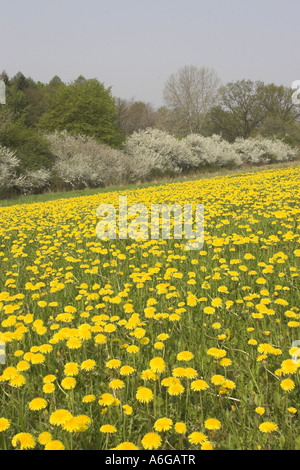 blackthorn, sloe (Prunus spinosa), hedge with flowerinh meadow Stock Photo