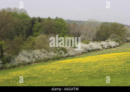 blackthorn, sloe (Prunus spinosa), hedge with flowerinh meadow Stock Photo