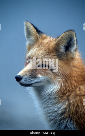 Portrait of Red Fox (Vulpes vulpes) close-up of foxes head, Canada Stock Photo