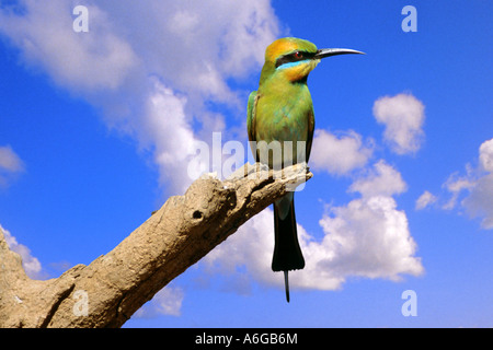 austalian bee eater (Merops ornatus), on branch, Australia, Kimberleys Stock Photo