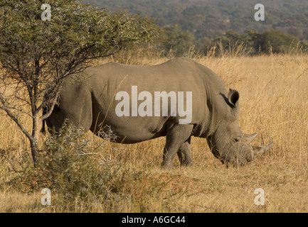 South Africa Limpopo Mabula near Warmbaths game park rhinoceros grazing in the bush Stock Photo