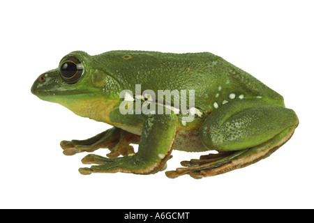 Blanford's whipping frog, asian gliding tree frog,  asian gliding treefrog (Rhacophorus dennysi) Stock Photo