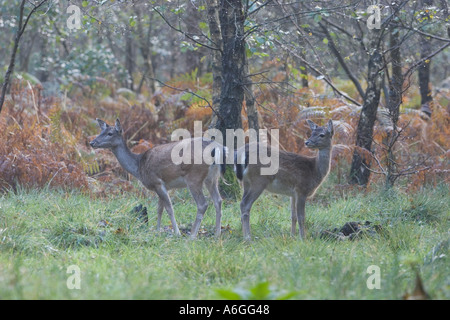 Two Fallow Deer in the Forest of Dean Stock Photo