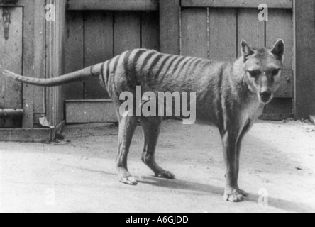 Thylacine Thylacinus cynocephalus Historical photo Hobart Zoo Tasmania Australia Last Thylacine died in captivity Extinct Stock Photo