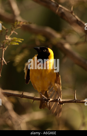 Lesser Masked Weaver Ploceus intermedius Adult male wing stretching Stock Photo